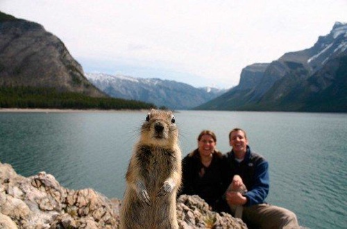 ground_squirrel
