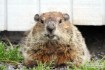 Wildlife Photo's