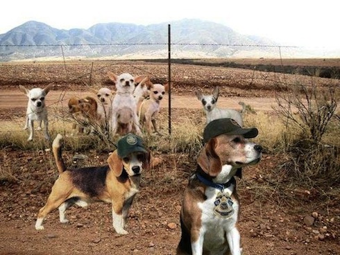 beagle_border_patrol